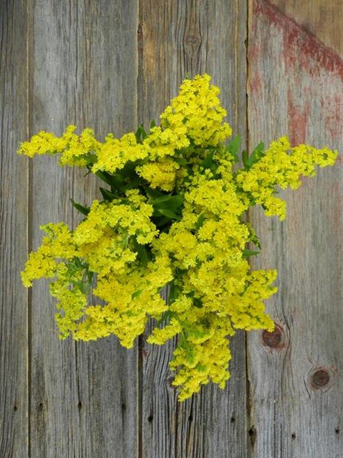 CARNIVAL GOLD YELLOW ASTER